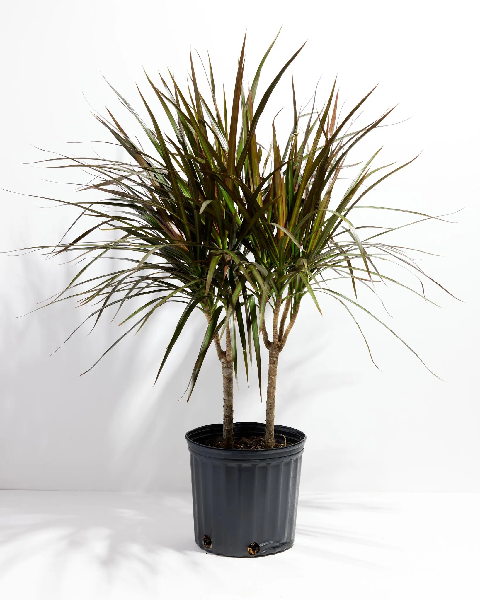 Magenta Cane Dragon Tree (Dracaena)