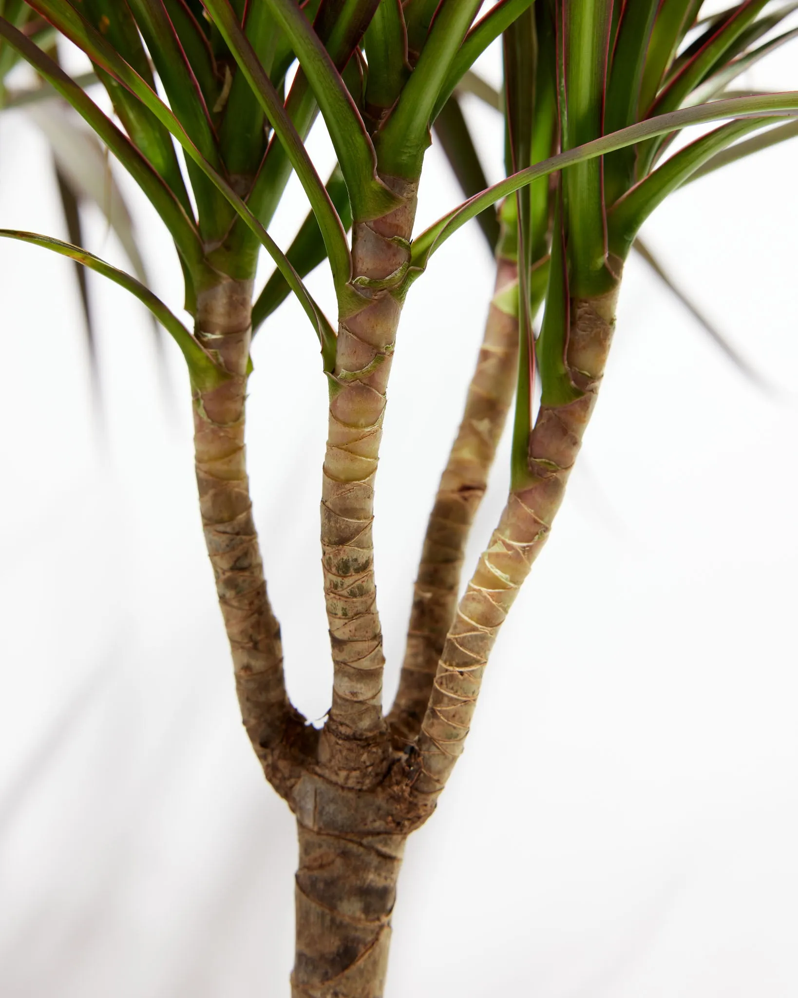 Magenta Cane Dragon Tree (Dracaena)