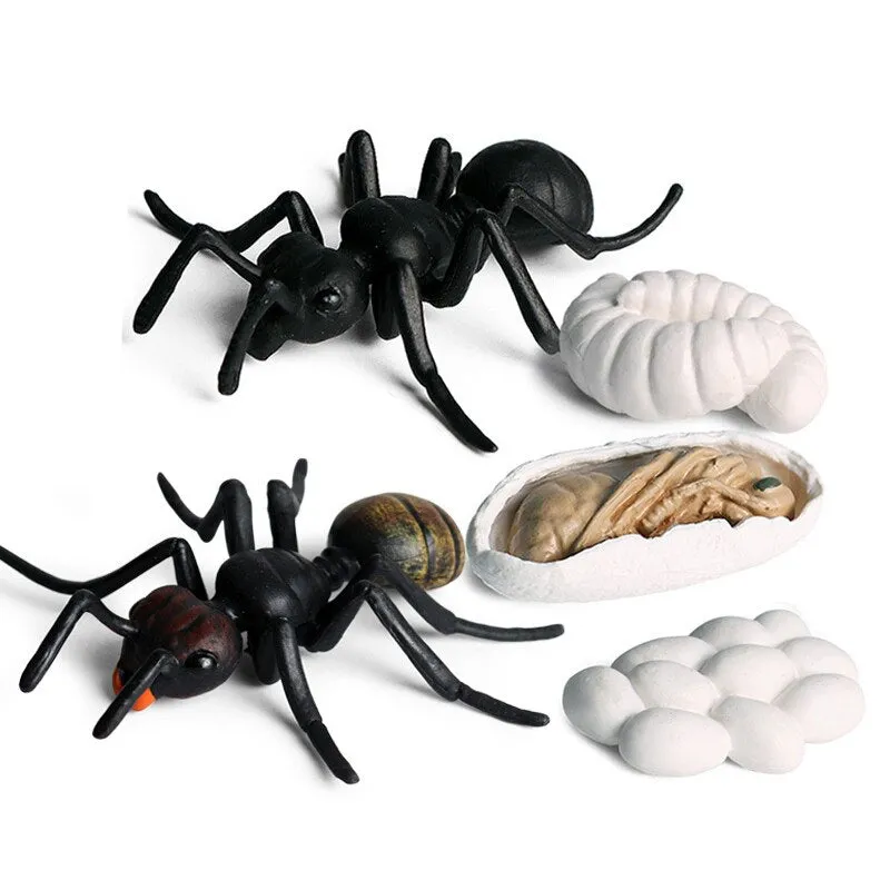 Worker Ant Animals Simulation Nest Growth Cycle Life Action Figures Figurine Miniature Baby Educational Cute Model Teaching Kids
