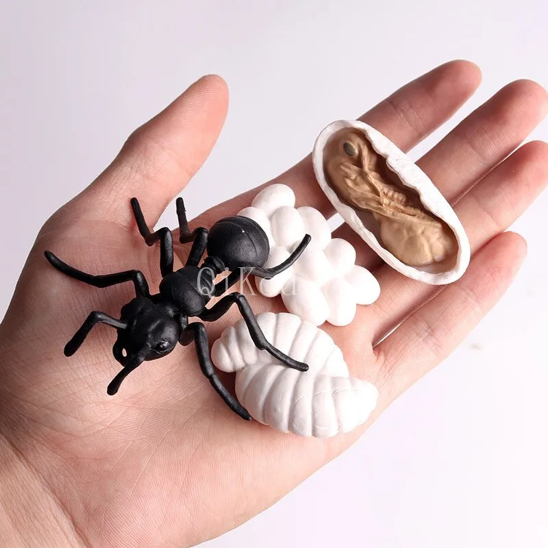 Worker Ant Animals Simulation Nest Growth Cycle Life Action Figures Figurine Miniature Baby Educational Cute Model Teaching Kids