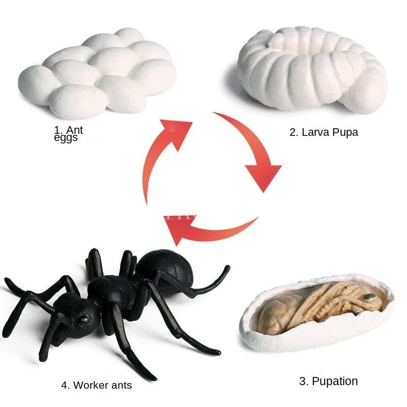 Worker Ant Animals Simulation Nest Growth Cycle Life Action Figures Figurine Miniature Baby Educational Cute Model Teaching Kids