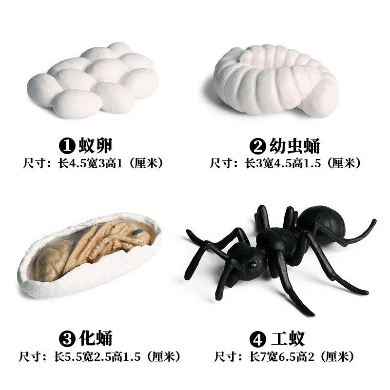 Worker Ant Animals Simulation Nest Growth Cycle Life Action Figures Figurine Miniature Baby Educational Cute Model Teaching Kids